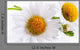 Art Daisies Spring White Flower Wall Decal