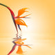Bird of paradise, orange background Wall Mural