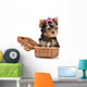Yorkshire Terrier (York) puppy in box Wall Decal
