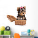 Yorkshire Terrier (York) puppy in box Wall Decal