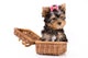 Yorkshire Terrier (York) puppy in box Wall Decal