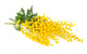 Twig of mimosa flowers Wall Decal