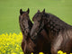 Frisians Rape
