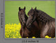 Frisians Rape