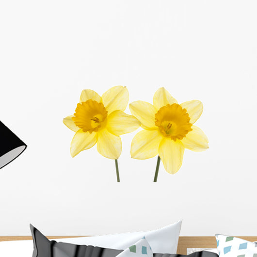 Srping background vith two daffodils. Wall Decal