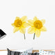 Srping background vith two daffodils. Wall Decal