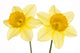 Srping background vith two daffodils. Wall Decal