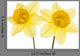 Srping background vith two daffodils. Wall Decal