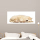 Border Collie Puppy 6 Wall Decal