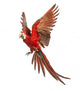 Green-winged Macaw Taking Off Wall Decal
