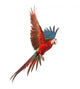 Green-Winged Macaw Wall Decal