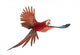 Green-winged Macaw in Flight Wall Decal