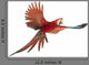 Green-winged Macaw in Flight Wall Decal
