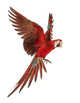 Green-Winged Macaw Wall Decal