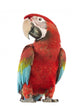 Posing Green-winged Macaw Wall Decal