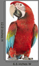 Posing Green-winged Macaw Wall Decal