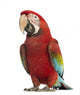 Walking Green-winged Macaw Wall Decal