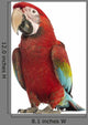 Walking Green-winged Macaw Wall Decal