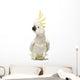 Sulphur-crested Cockatoo, Cacatua galerita, 30 years old Wall Decal