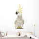 Sulphur-crested Cockatoo, Cacatua galerita, 30 years old Wall Decal