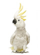 Sulphur-crested Cockatoo, Cacatua galerita, 30 years old Wall Decal