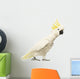 Sulphur-crested Cockatoo, Cacatua galerita, 30 years old Wall Decal