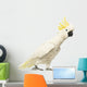 Sulphur-crested Cockatoo, Cacatua galerita, 30 years old Wall Decal