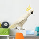 Sulphur-crested Cockatoo, Cacatua galerita, 30 years old Wall Decal