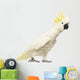 Sulphur-crested Cockatoo, Cacatua galerita, 30 years old Wall Decal