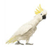 Sulphur-crested Cockatoo, Cacatua galerita, 30 years old Wall Decal