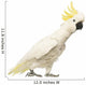 Sulphur-crested Cockatoo, Cacatua galerita, 30 years old Wall Decal