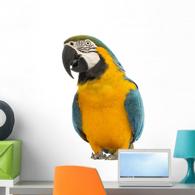 Blue-and-yellow and Green-winged Macaws Wall Decal shown on a wall