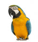 Blue-and-yellow and Green-winged Macaws Wall Decal