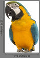 Blue-and-yellow and Green-winged Macaws Wall Decal