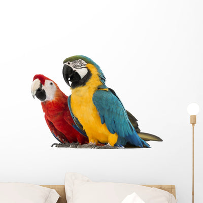 Blue-and-yellow Macaw Wall Decal shown on a wall