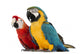 Blue-and-yellow Macaw Wall Decal