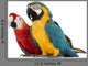 Blue-and-yellow Macaw Wall Decal