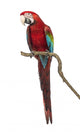 Perched Green-winged Macaw Wall Decal
