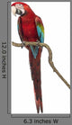Perched Green-winged Macaw Wall Decal