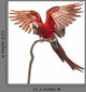 Green-winged Macaw Landing on a Branch Wall Decal