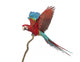 Green-winged Macaw Flapping Its Wings Wall Decal