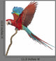 Green-winged Macaw Flapping Its Wings Wall Decal