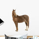 Horse Looking at Camera Wall Decal
