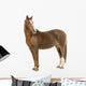 Horse Looking at Camera Wall Decal