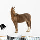 Horse Looking at Camera Wall Decal