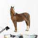 Horse Looking at Camera Wall Decal