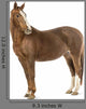 Horse Looking at Camera Wall Decal