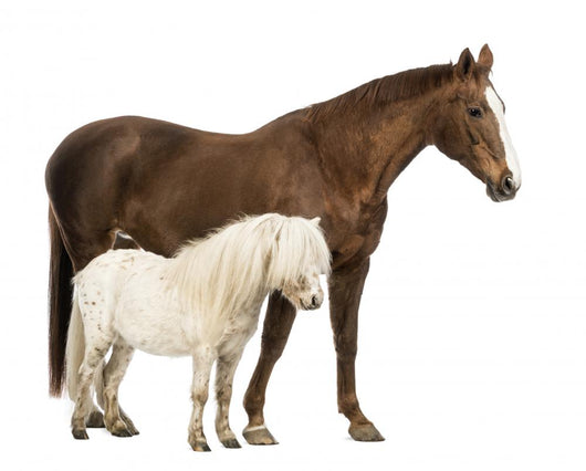 Horse and Shetland Wall Decal