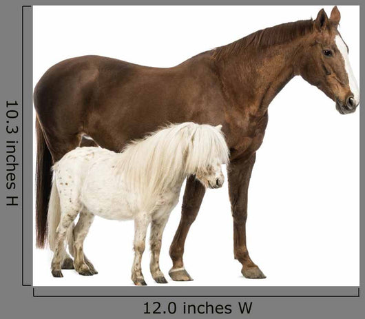 Horse and Shetland Wall Decal