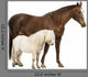 Horse and Shetland Wall Decal
